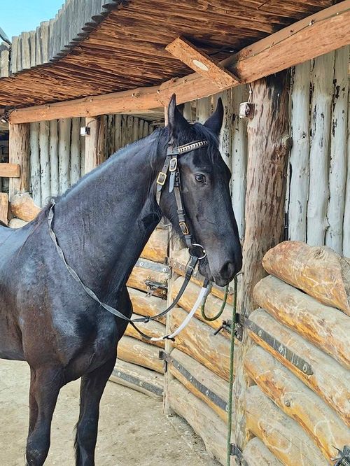 FUNDACJA ELDORADO & KUCYKOMANIA