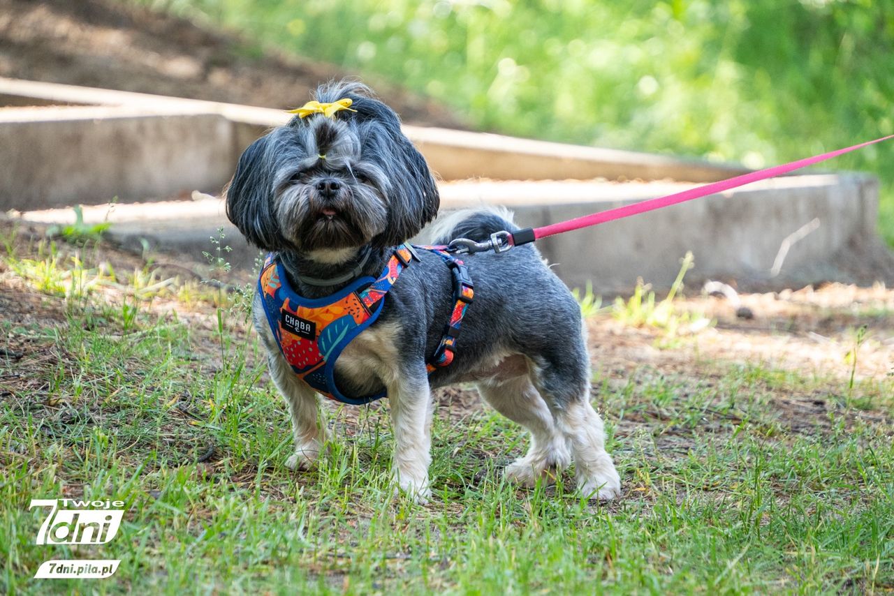 Psi Spacer w Dobrzycy 2025