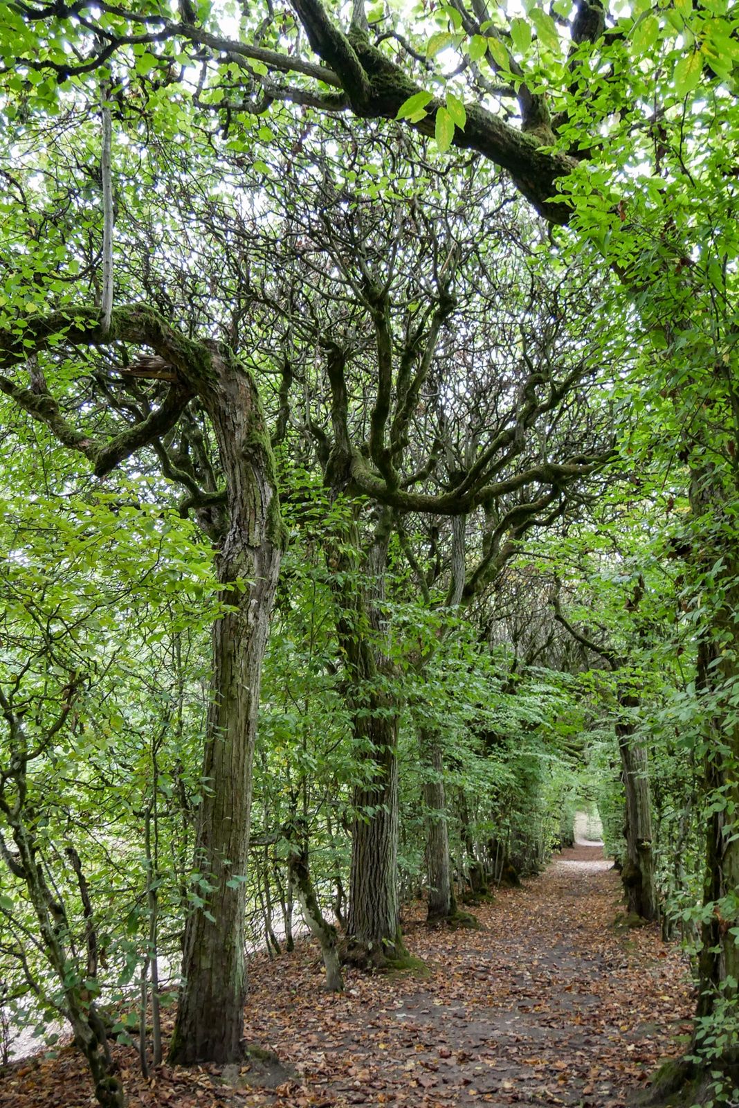 Pałac w Rogalinie, Rogalin, pałac