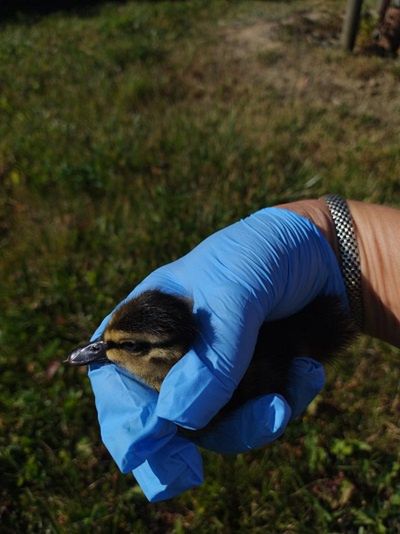 Kacza rodzina uratowana!