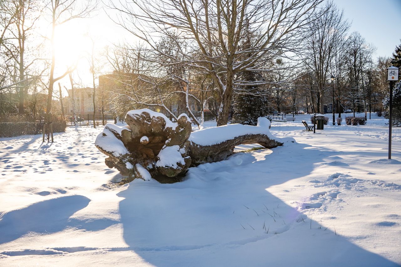 Park Miejski Piła, zima, śnieg, styczeń 2026