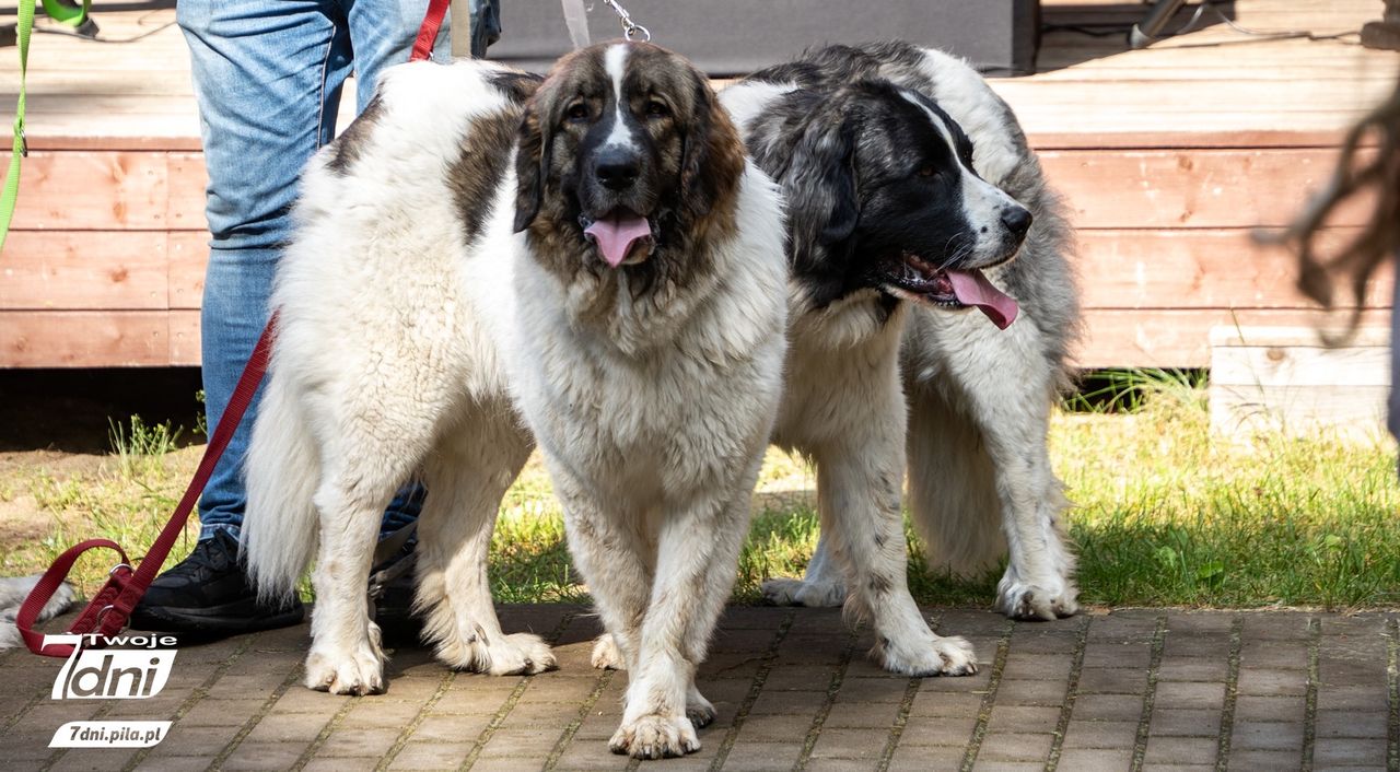 Psi Spacer w Dobrzycy 2025