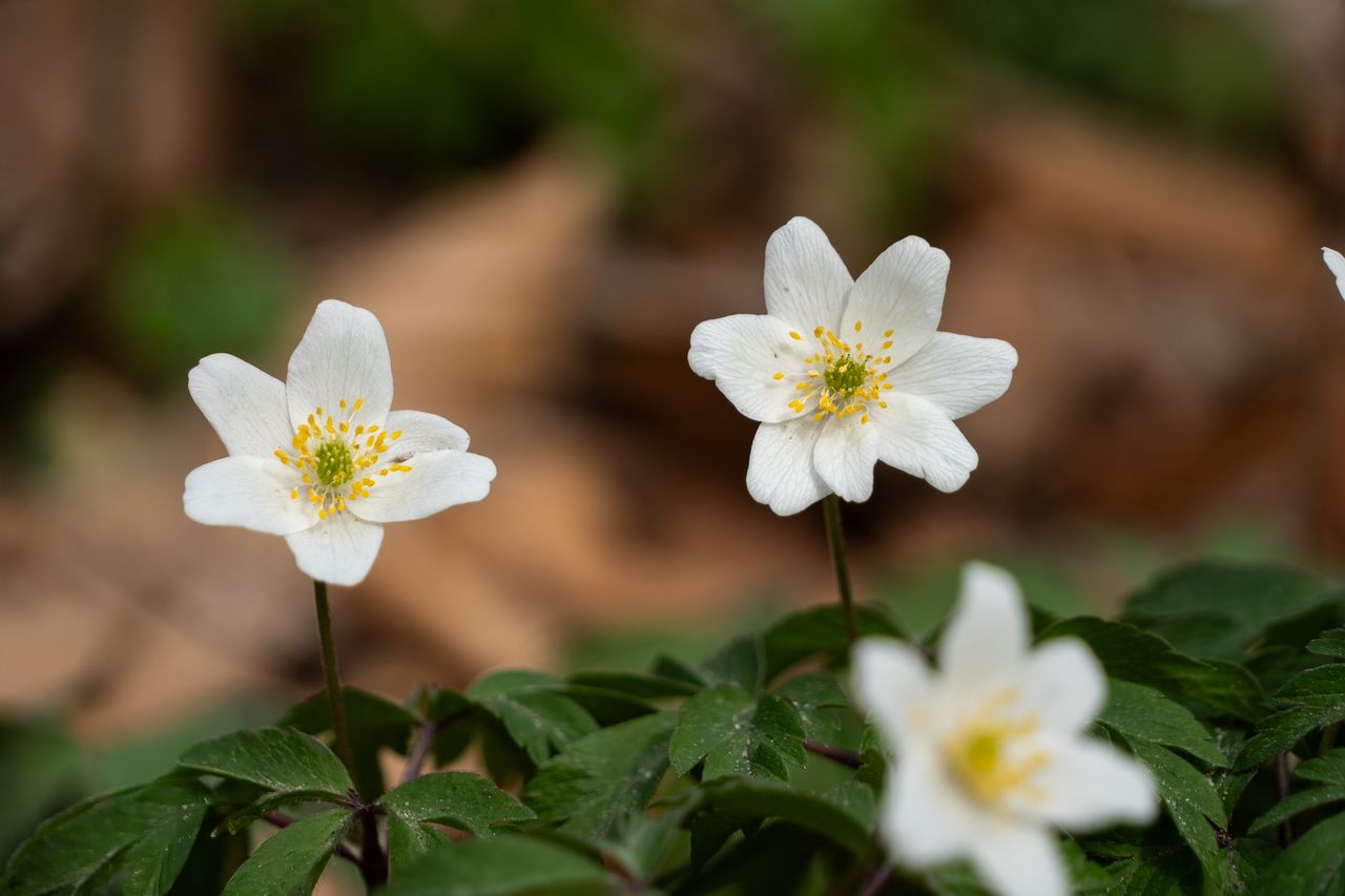 zawilce, kwiaty, wiosna, botanika