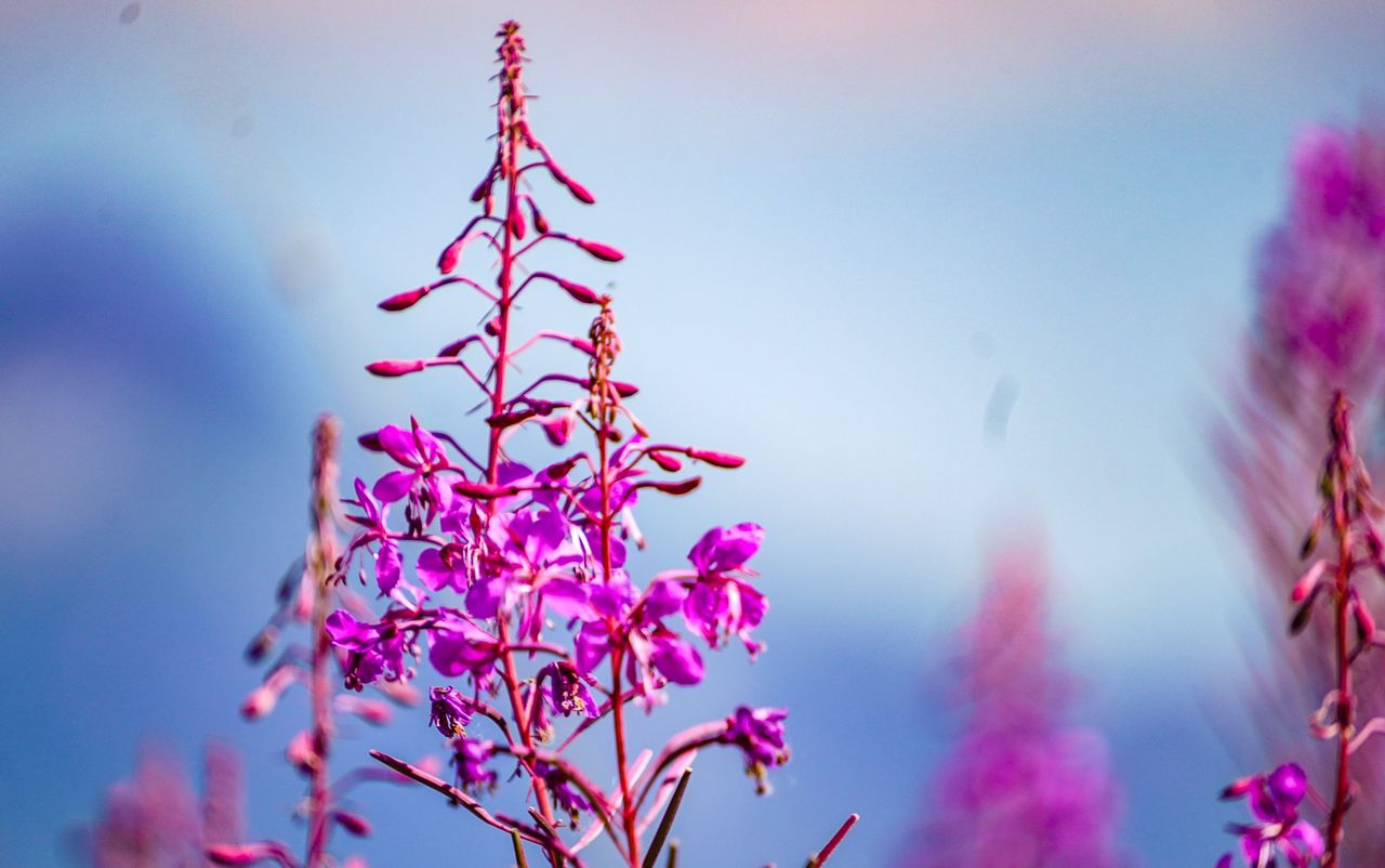 Wierzbówka kiprzyca