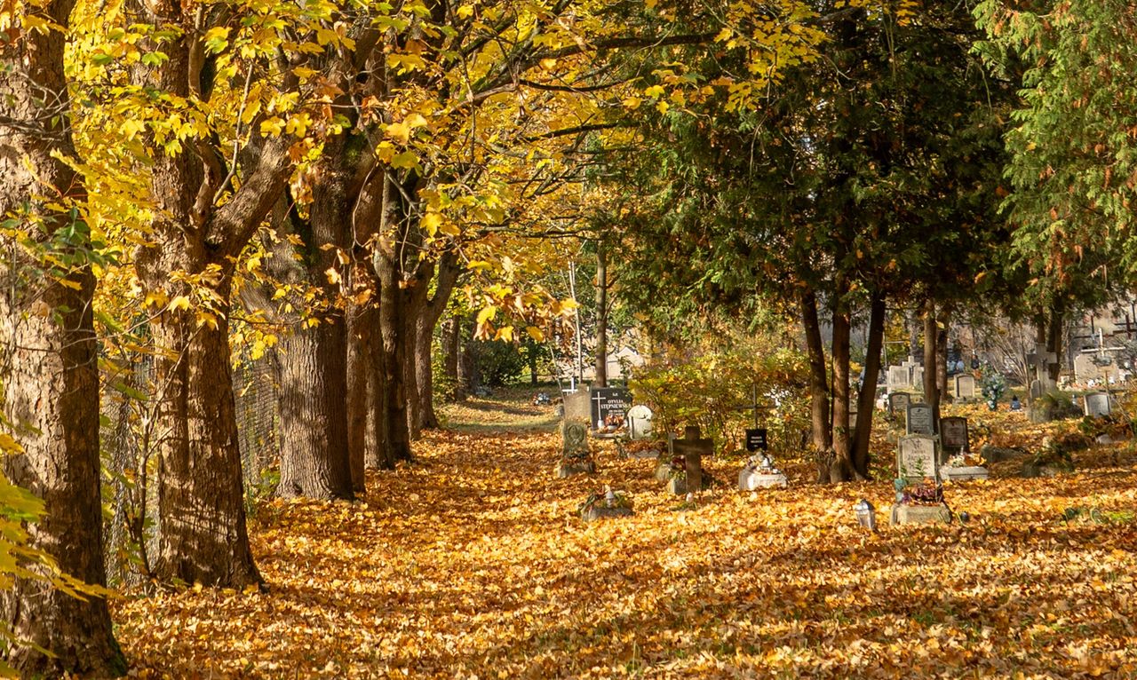 Cmentarz przy al. Powst. Wlkp. w Pile, dawny, stary, Piła