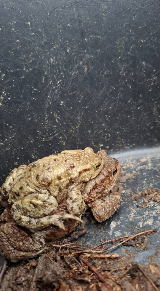 Nadleśnictwo Płock 