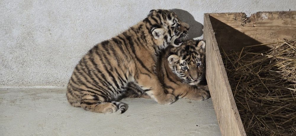 Tygryski syberyjskie z Mamą