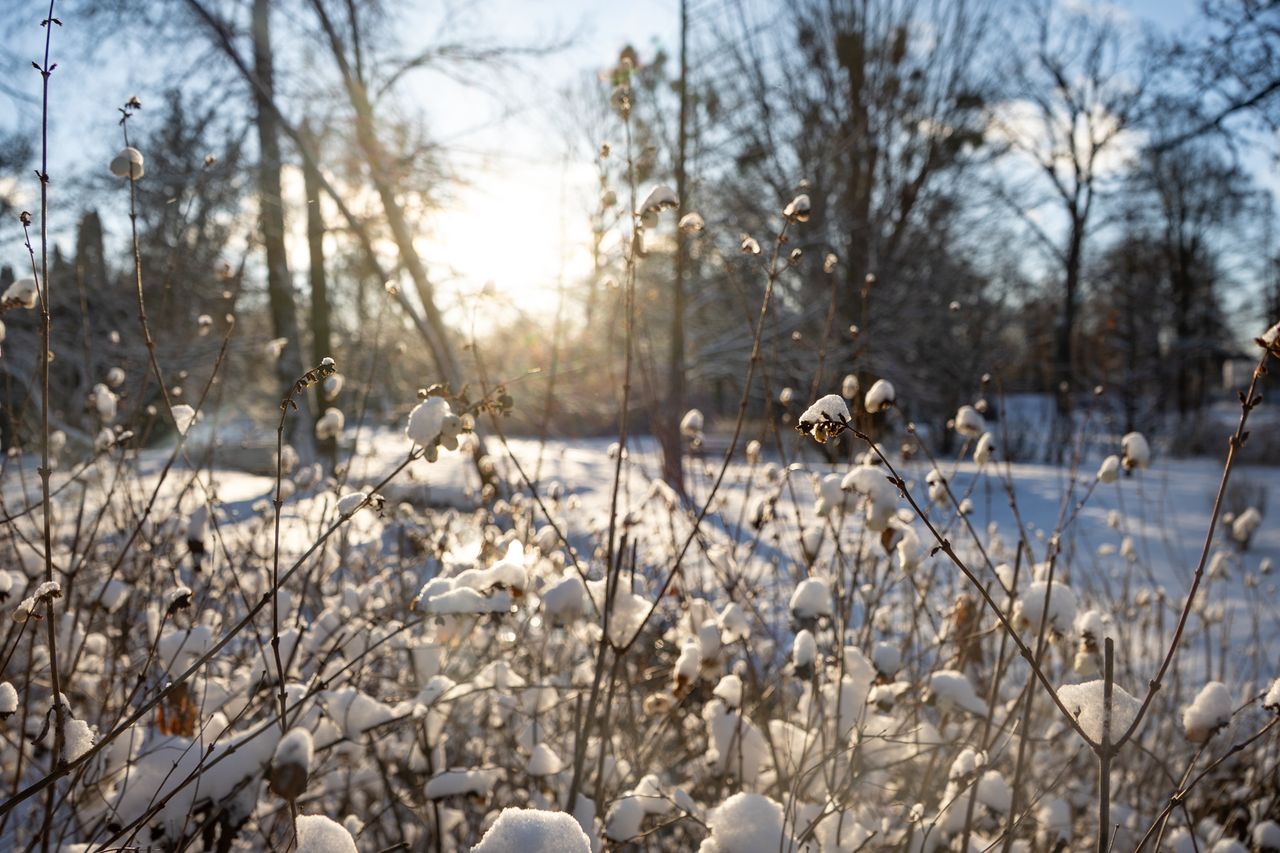 Park Miejski Piła, zima, śnieg, styczeń 2026