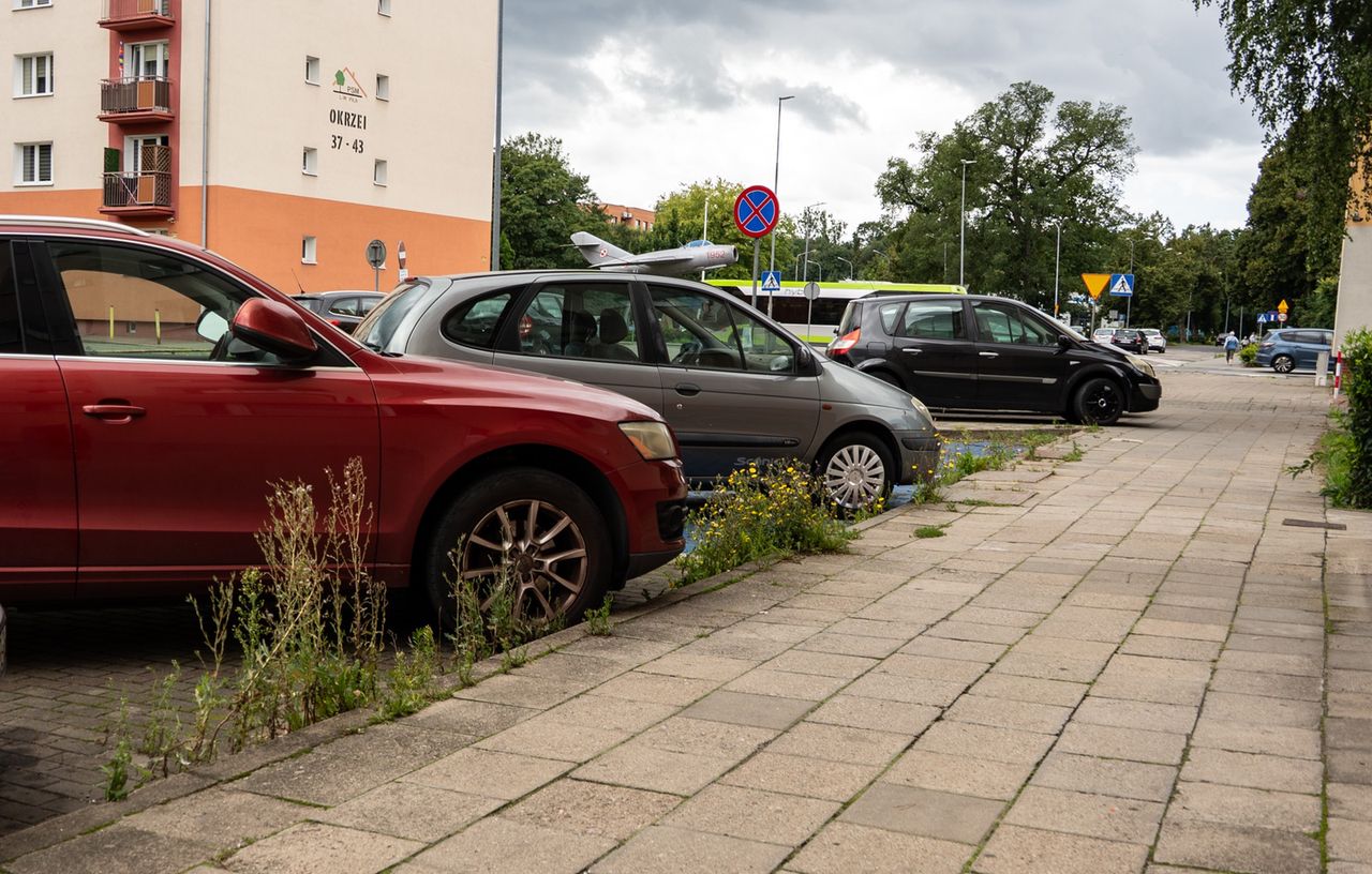 chwasty, zieleń, Piła