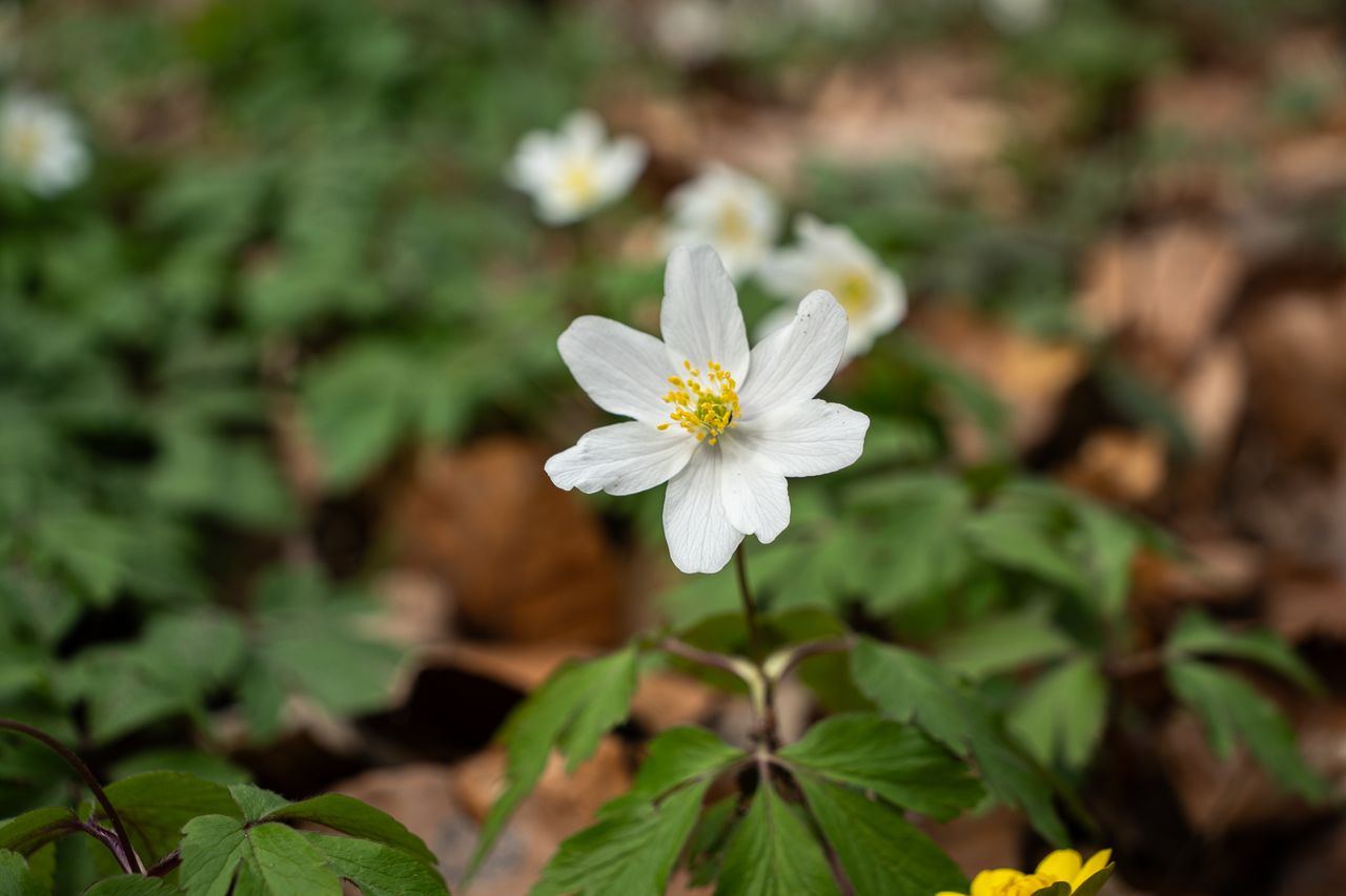 zawilce, kwiaty, wiosna, botanika