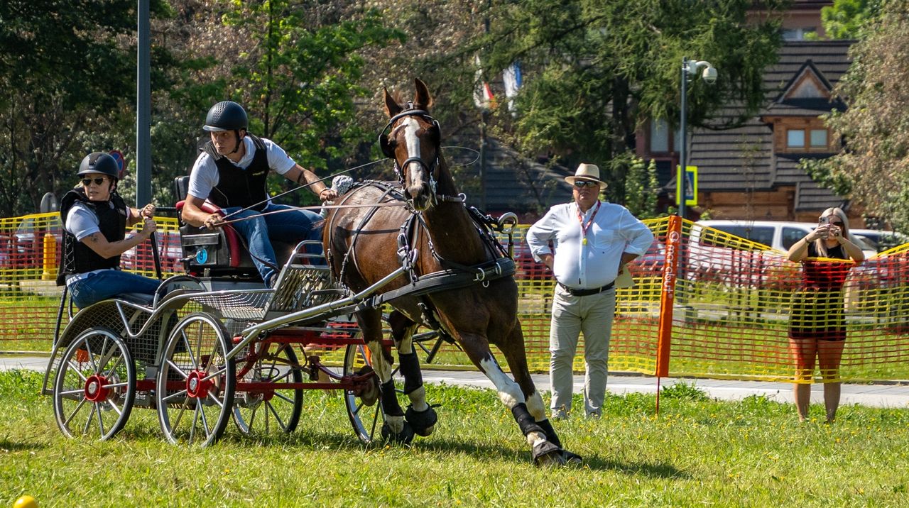 Podhale, Zakopane, powożenie, konie