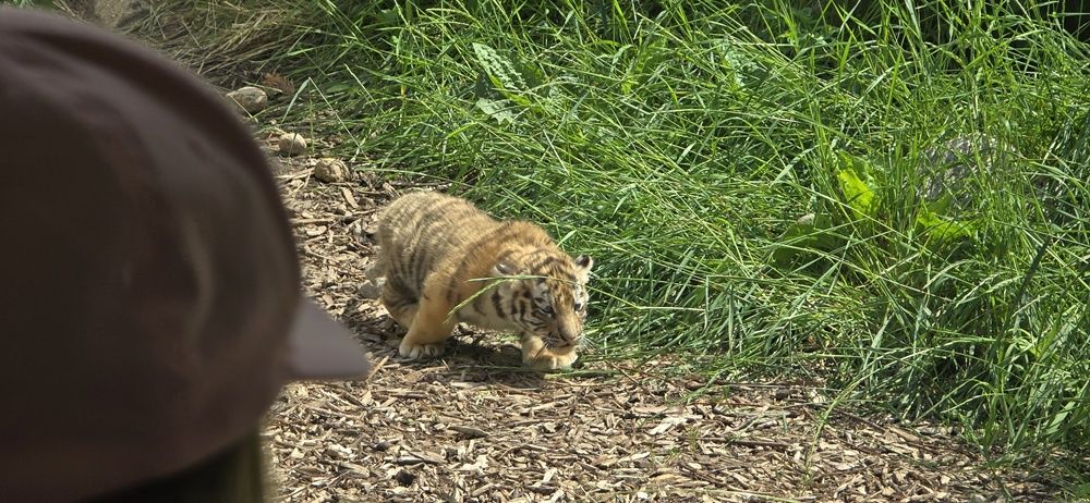 Tygryski syberyjskie z Mamą
