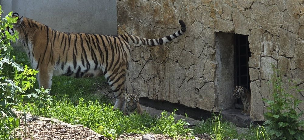 Tygryski syberyjskie z Mamą
