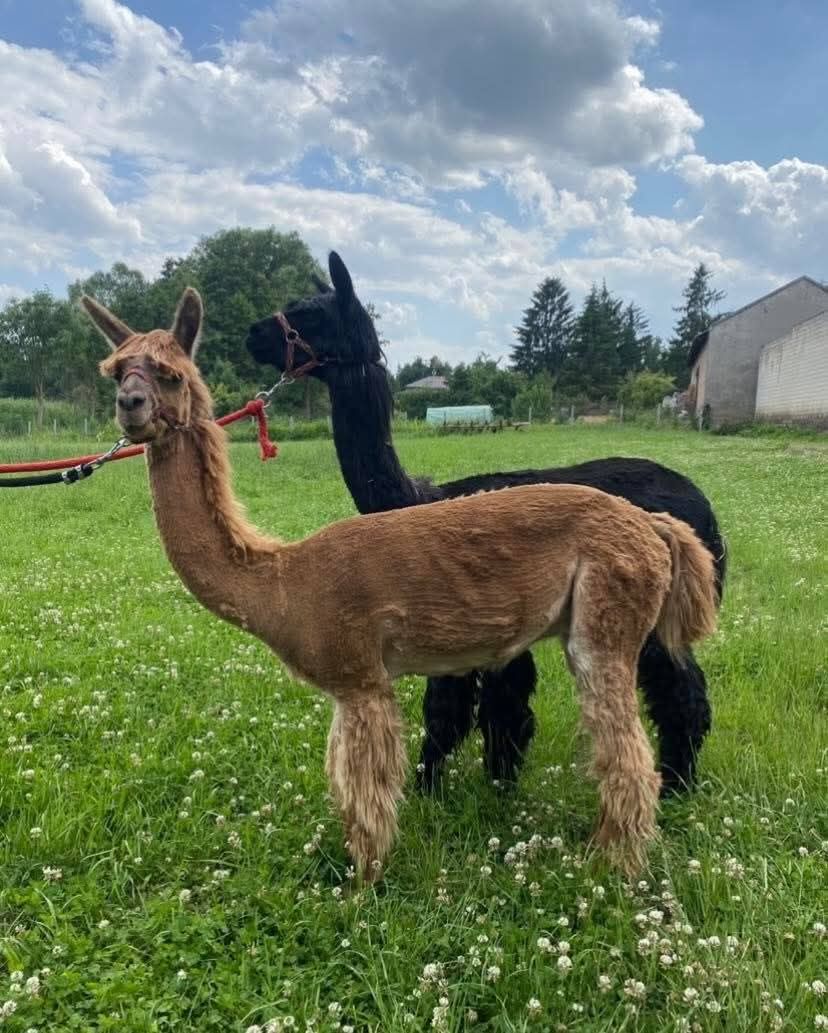 FUNDACJA ELDORADO & KUCYKOMANIA