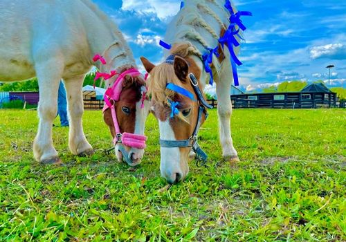 FUNDACJA ELDORADO & KUCYKOMANIA