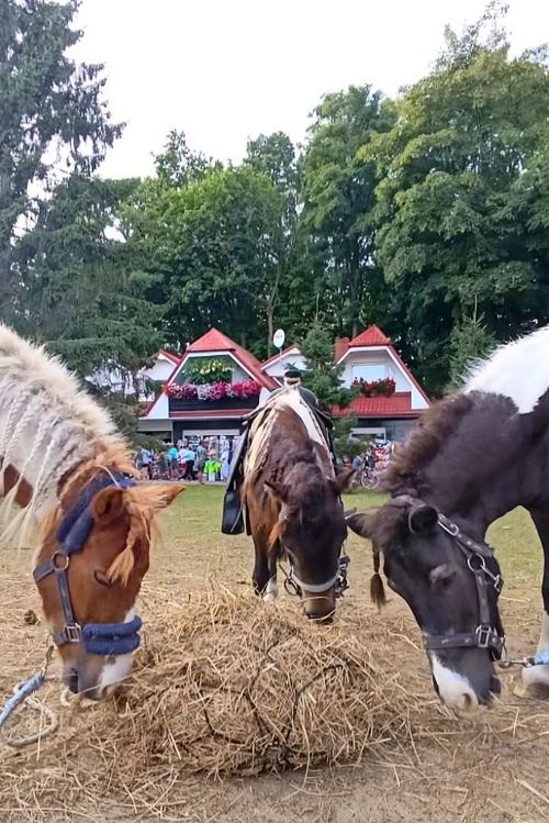 FUNDACJA ELDORADO & KUCYKOMANIA