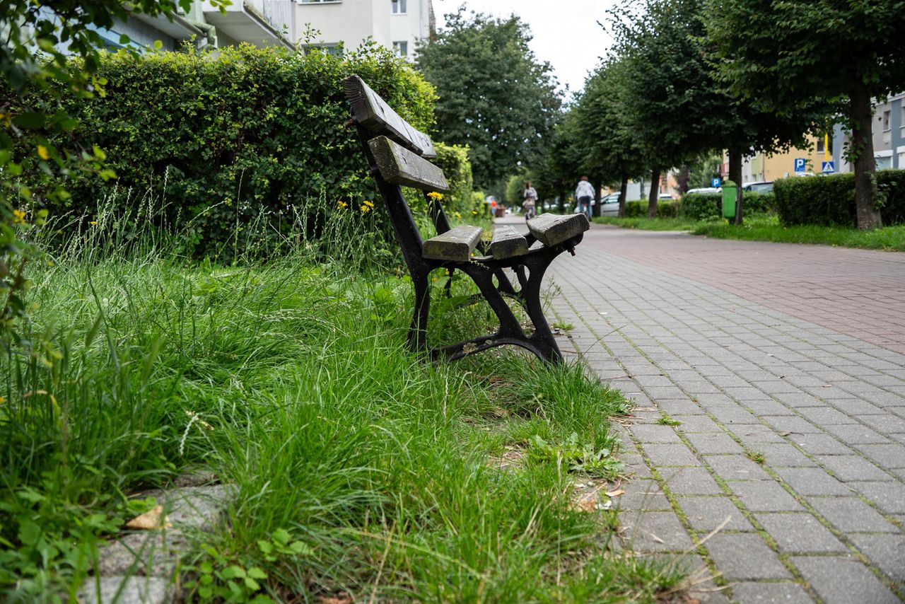 chwasty, zieleń, Piła