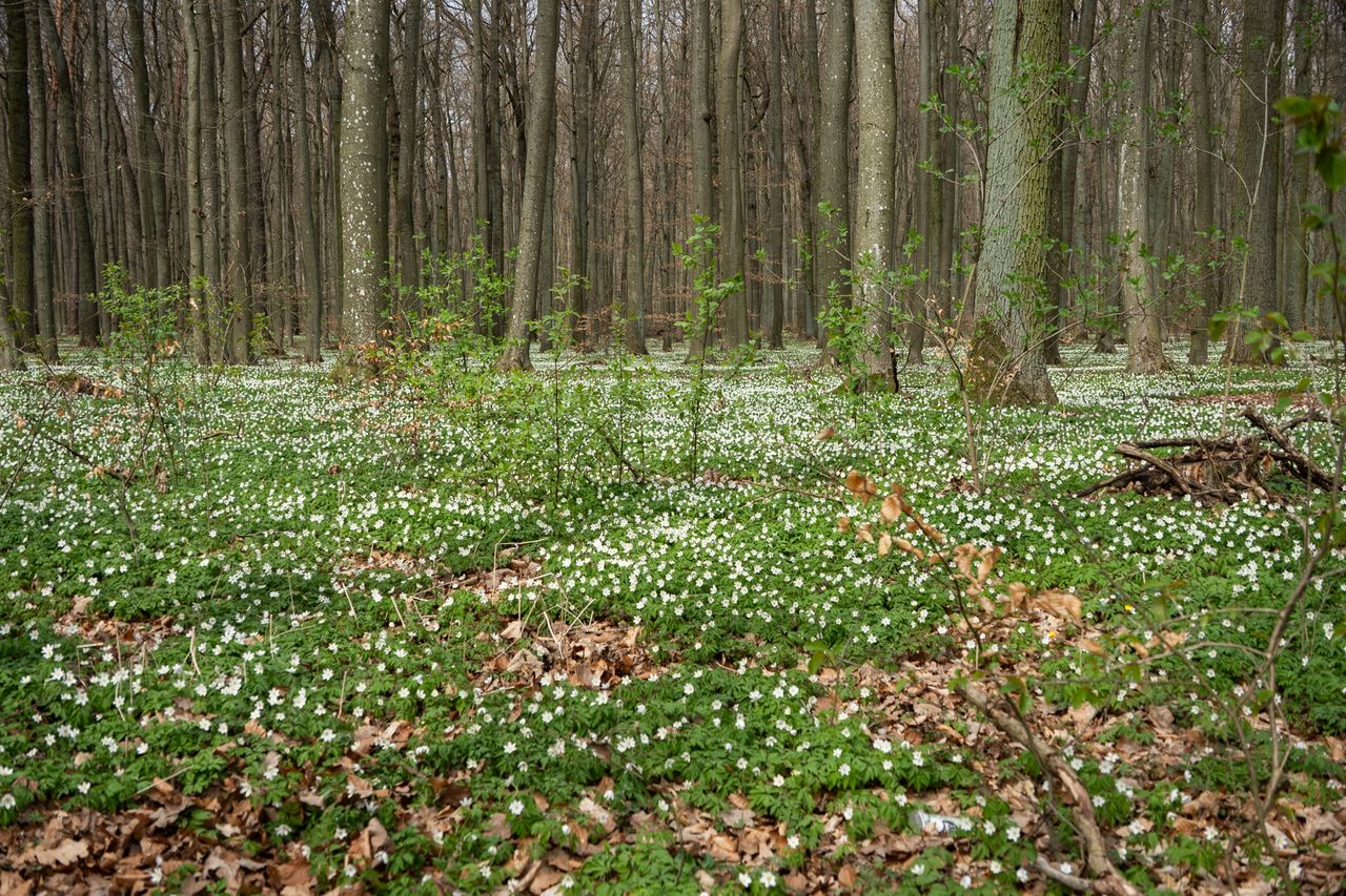 zawilce, kwiaty, wiosna, botanika
