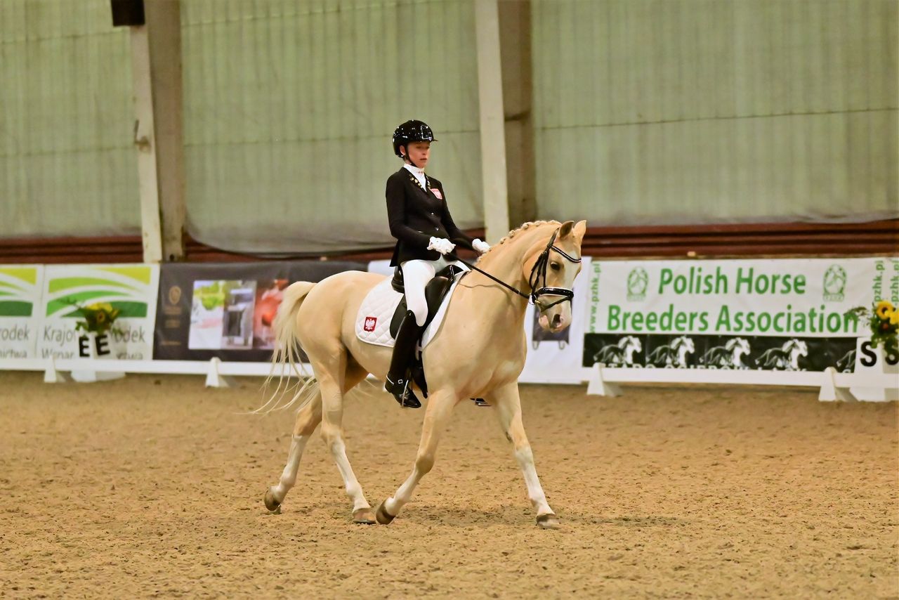 Stado Ogierów w Łącku 