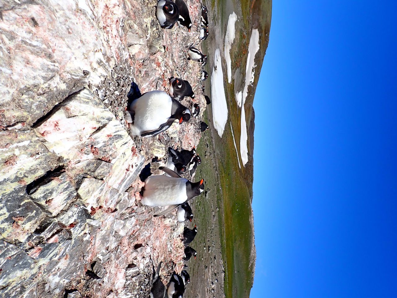 Antarktyka pod skrzydłami ORLENU