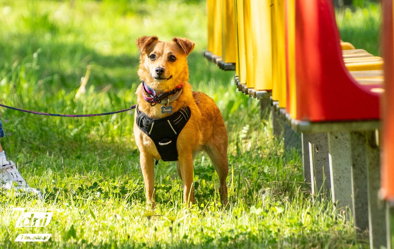 Psi Spacer w Dobrzycy 2025 