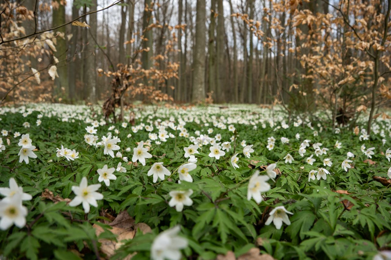 zawilce, kwiaty, wiosna, botanika