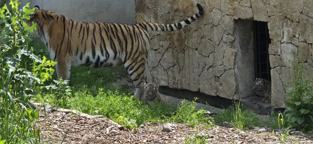 Tygryski syberyjskie z Mamą