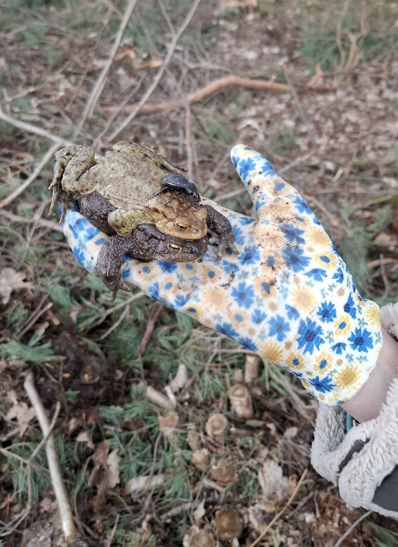 Nadleśnictwo Płock 