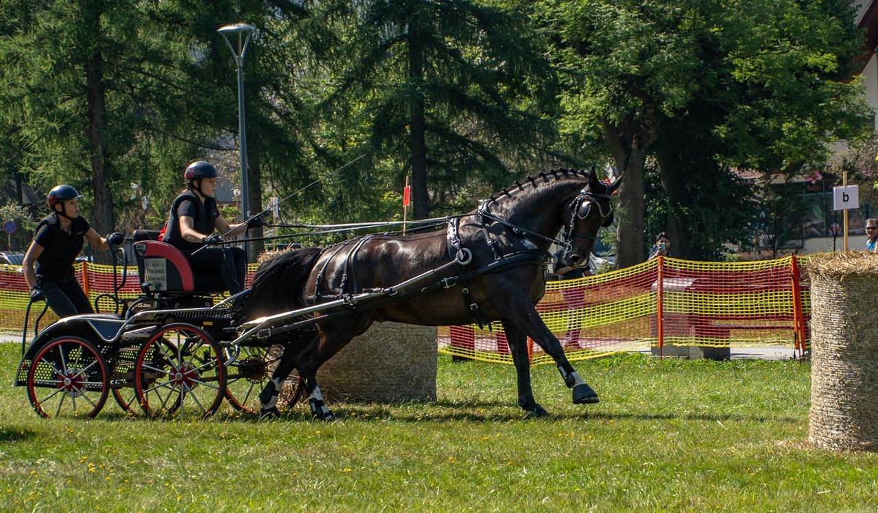 Podhale, Zakopane, powożenie, konie