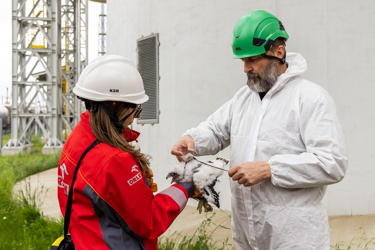 Sokoły już zaobrączkowane