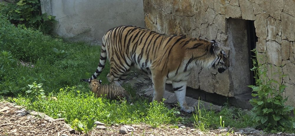 Tygryski syberyjskie z Mamą