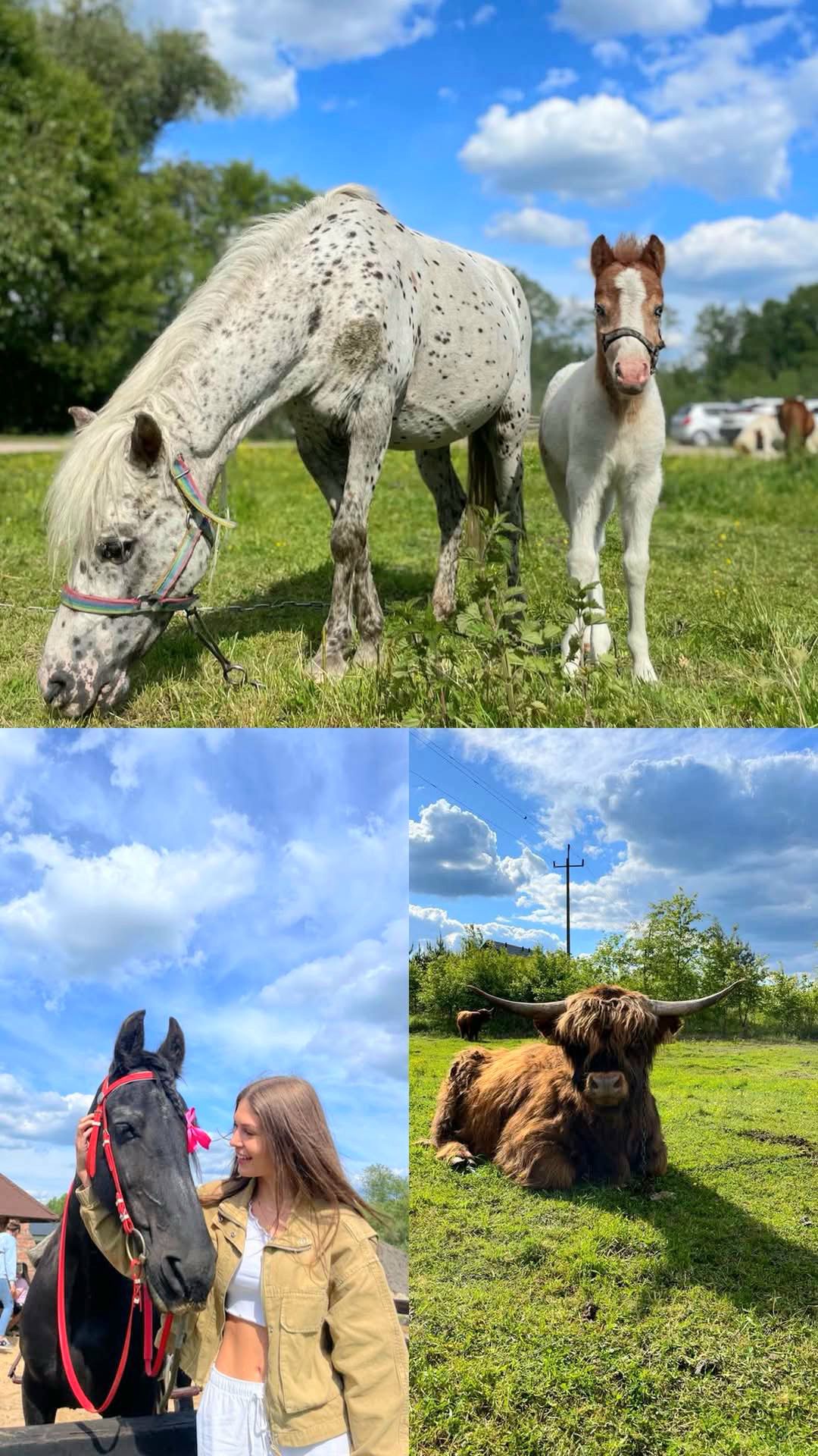 FUNDACJA ELDORADO & KUCYKOMANIA