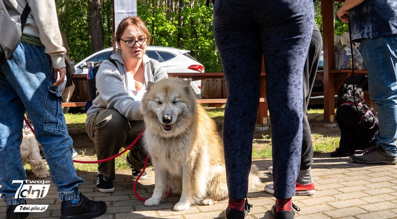 Psi Spacer w Dobrzycy 2025 