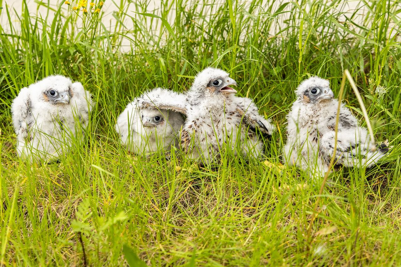 Sokoły już zaobrączkowane
