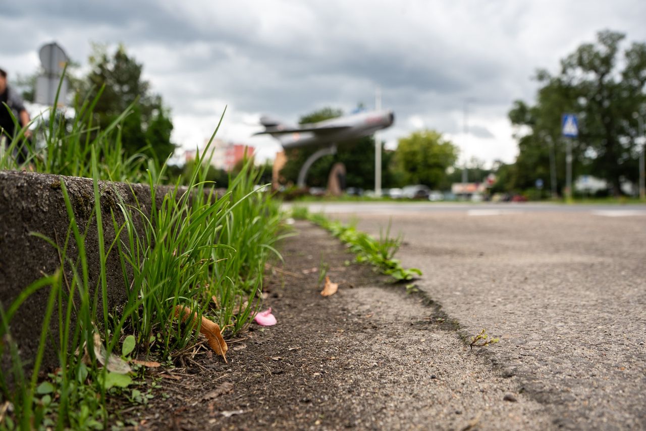 chwasty, zieleń, Piła