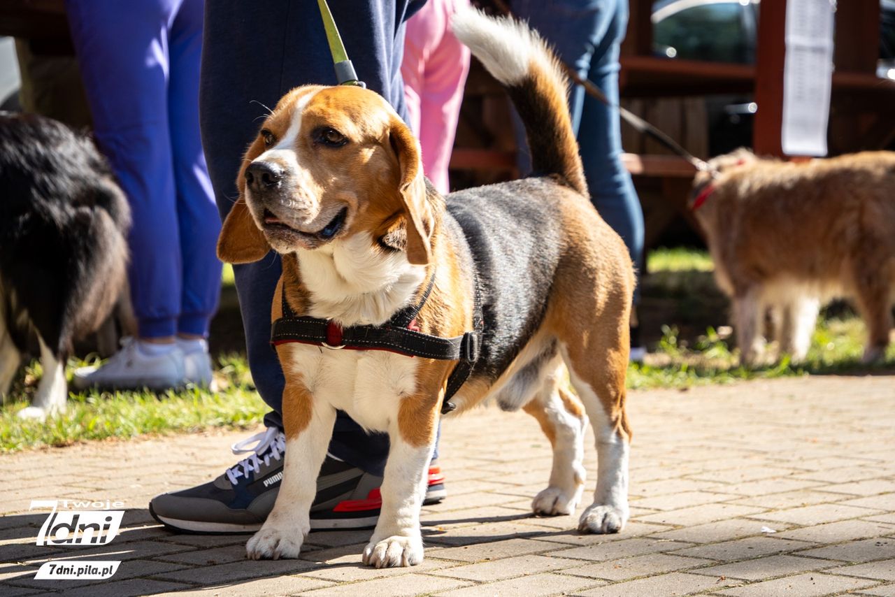 Psi Spacer w Dobrzycy 2025