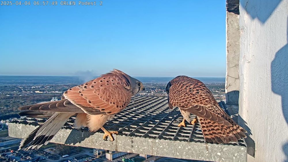 Pustułka złożyła aż 6 jaj