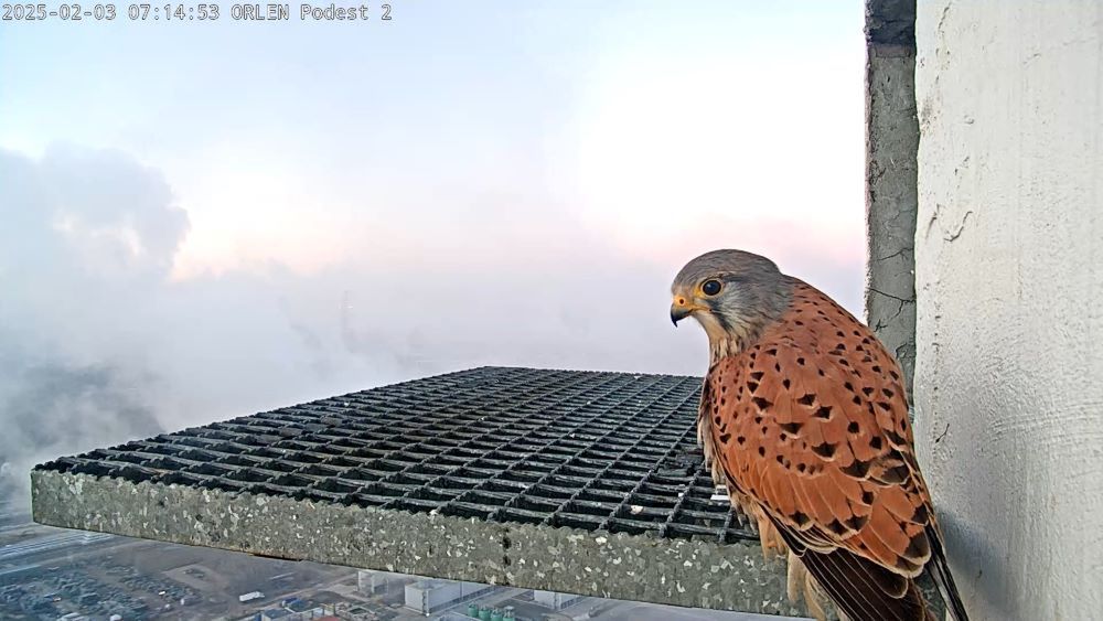 Pustułka złożyła aż 6 jaj