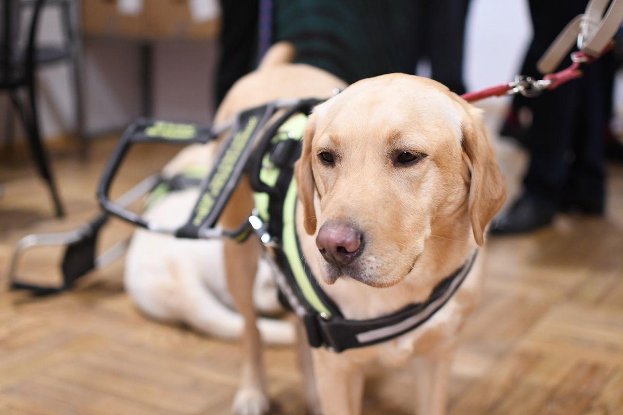 Psi przewodnicy