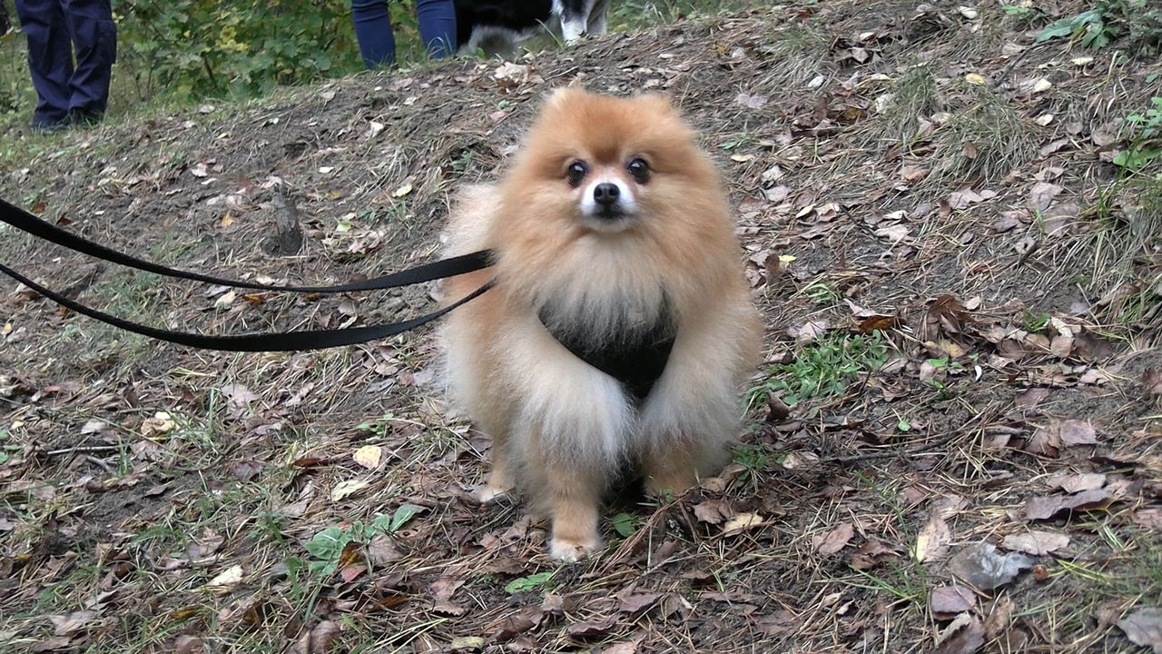 III Psi Spacer w Dobrzycy, psy, Dobrzyca, spacer z psem