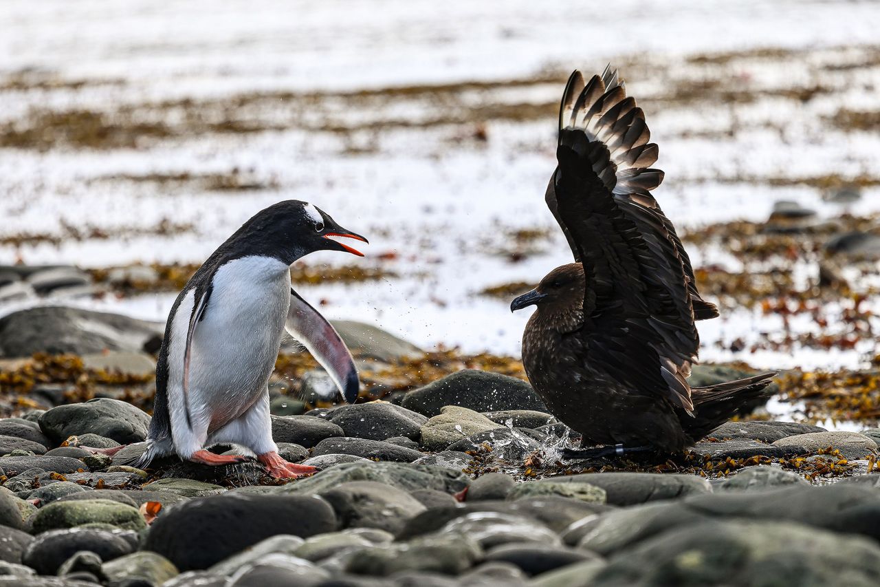 Antarktyka pod skrzydłami ORLENU