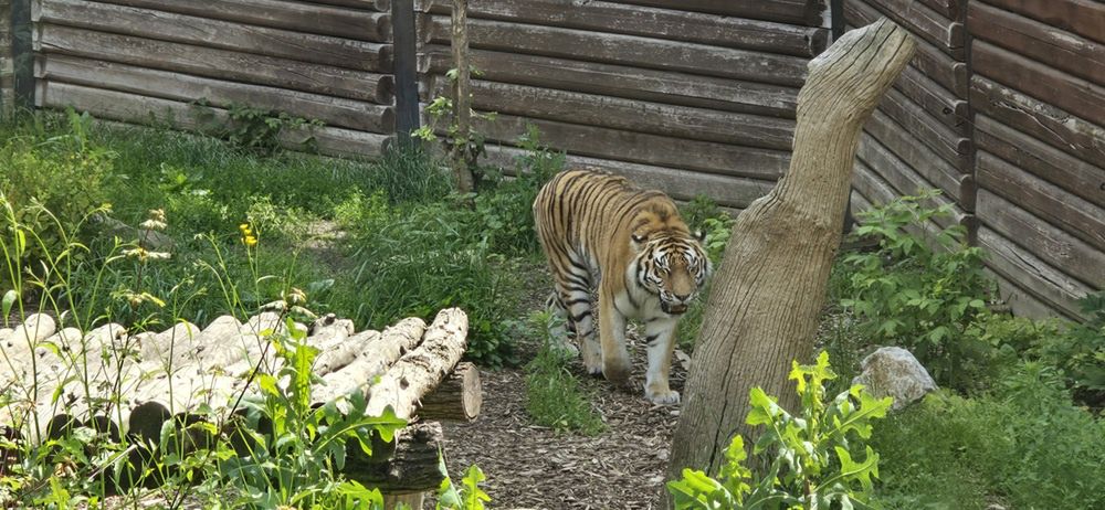 Tygryski syberyjskie z Mamą