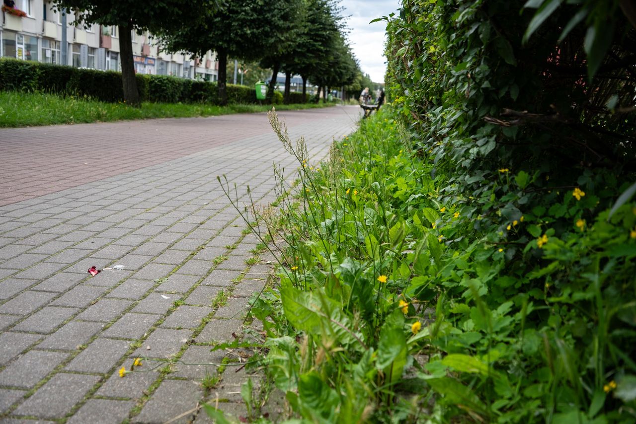 chwasty, zieleń, Piła