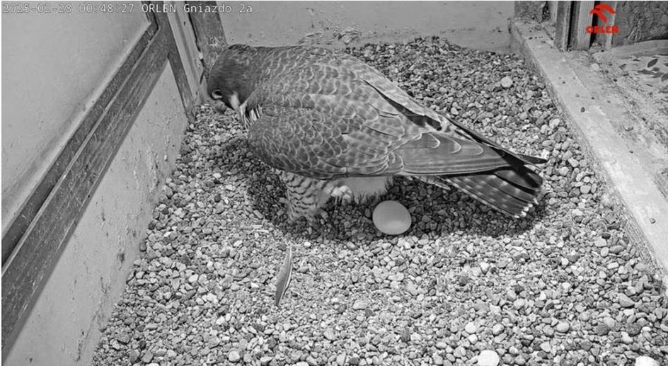 Płockie sokoły wędrowne rozpoczęły sezon lęgowy w Polsce