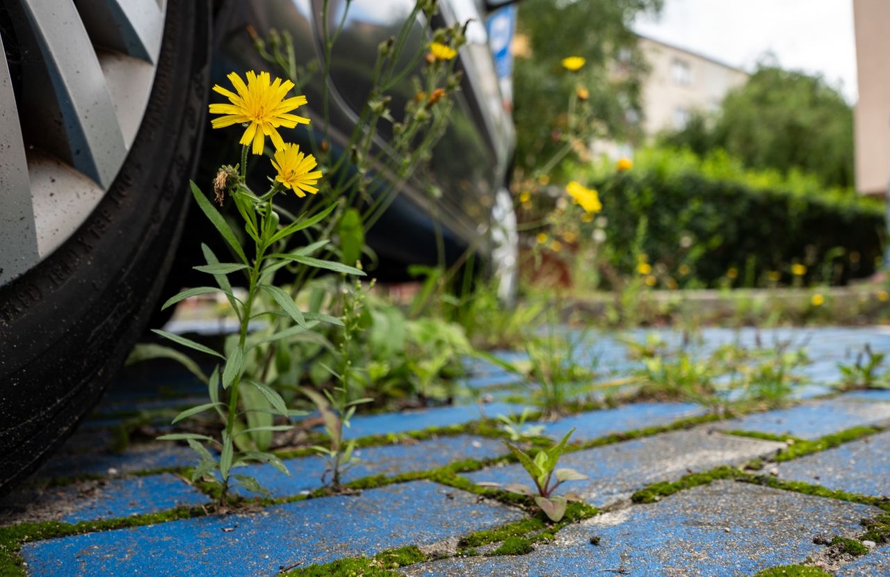 chwasty, zieleń, Piła