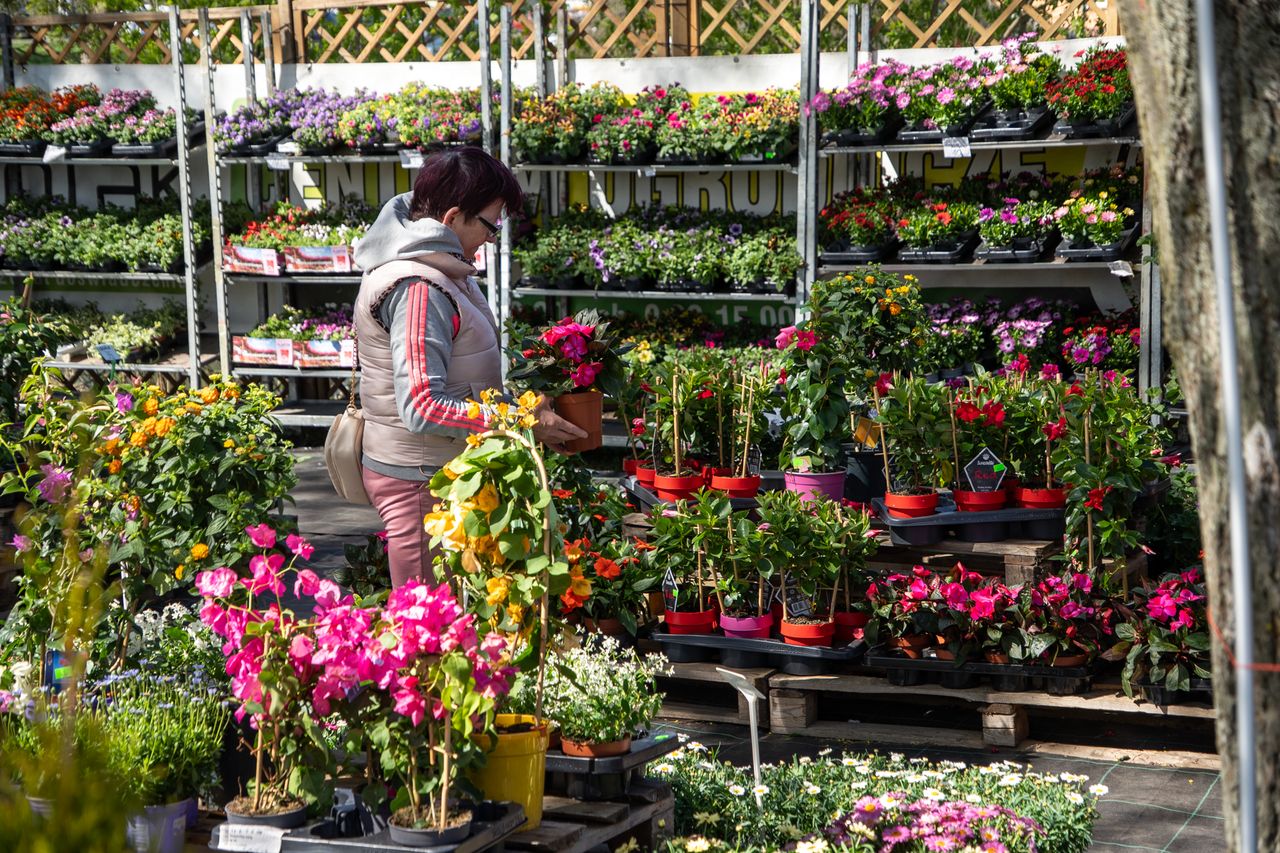 Piła, Wystawa Miasto - Ogród, 2026