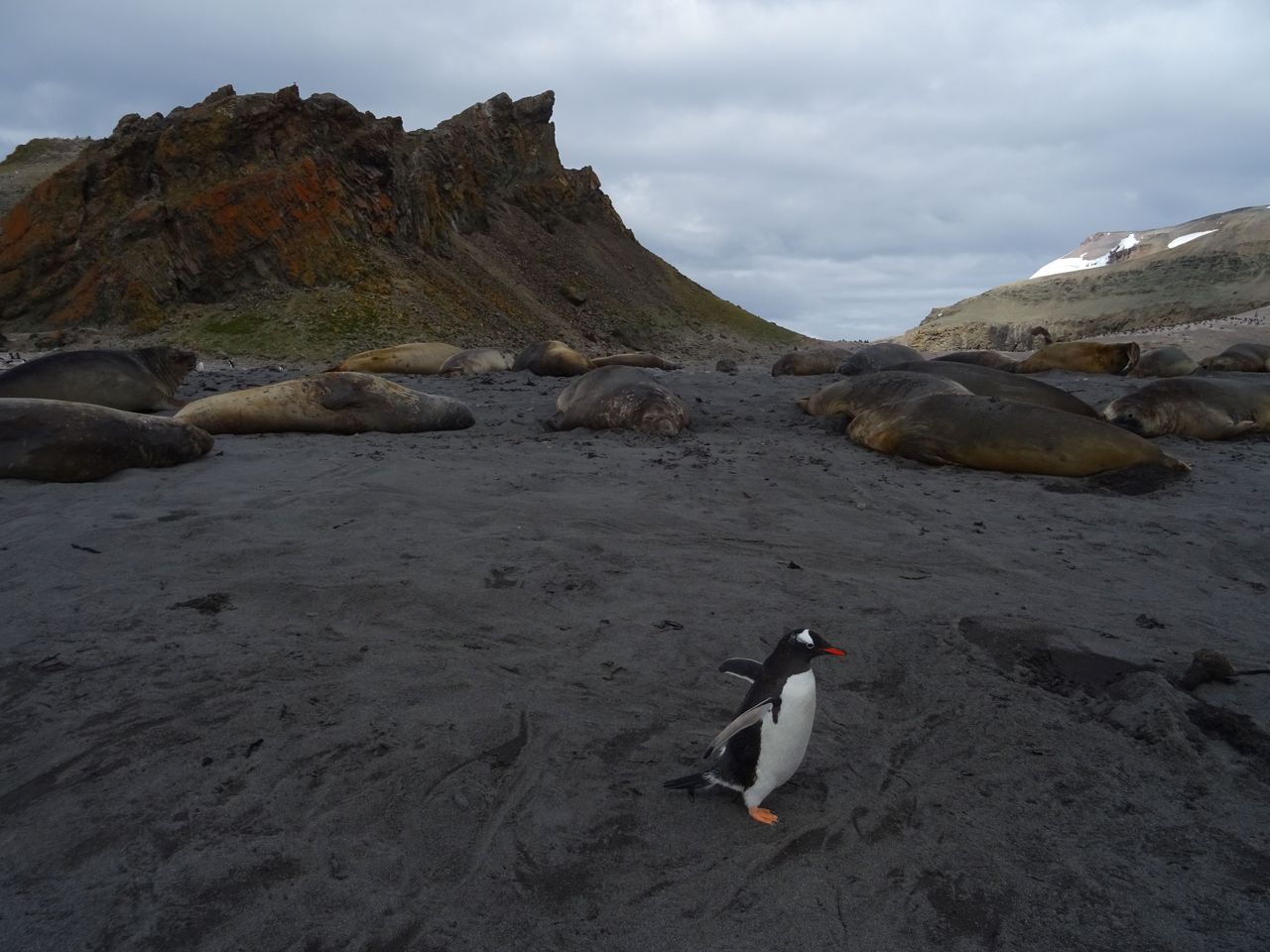 Antarktyka pod skrzydłami ORLENU