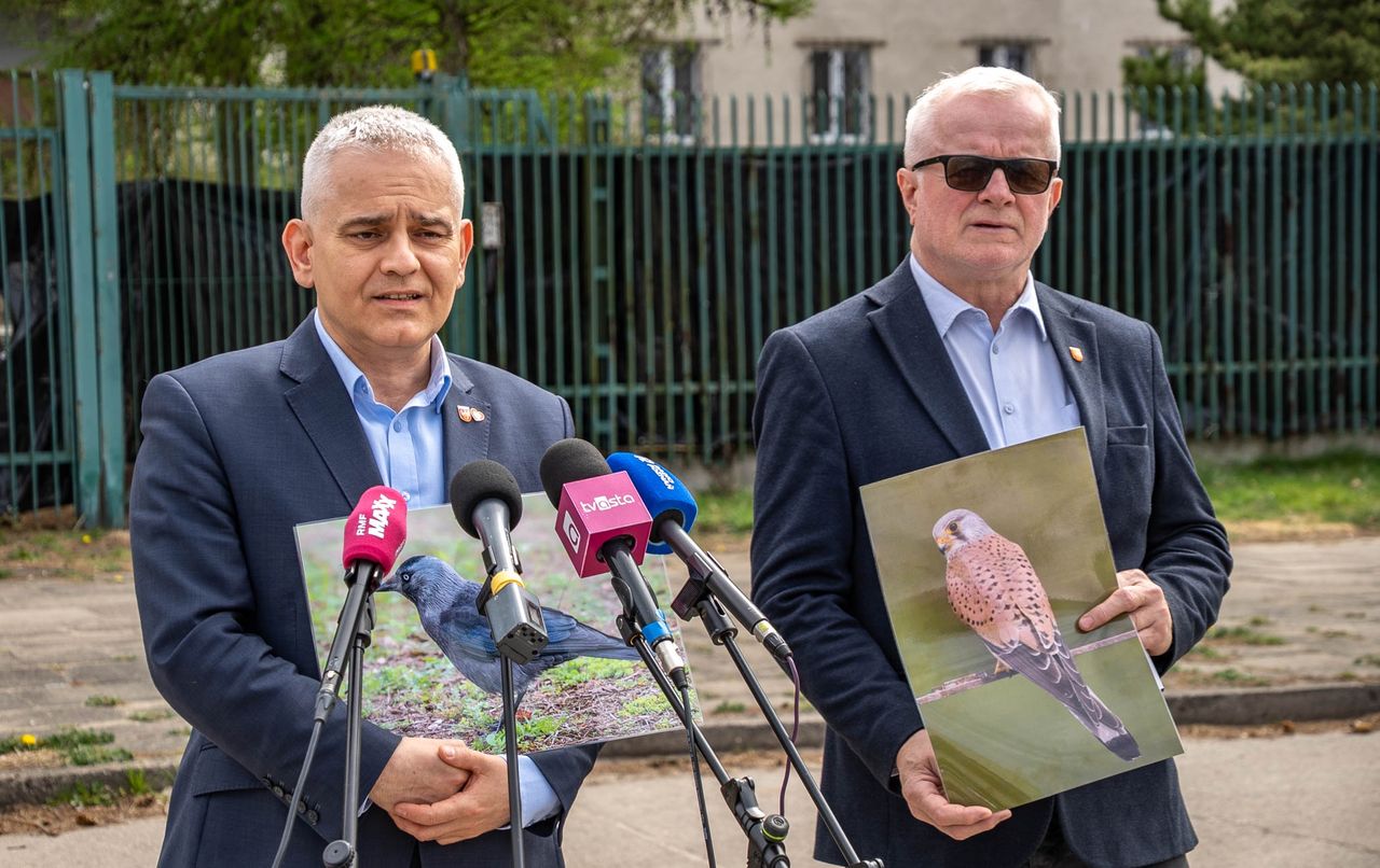 KPP Piła, ptaki, rozbiórka, Piła