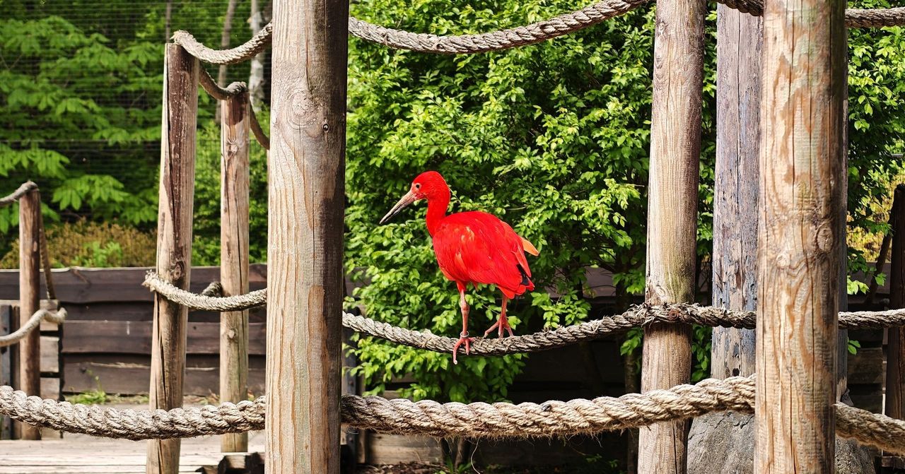 Powrót Ibisów Szkarłatnych