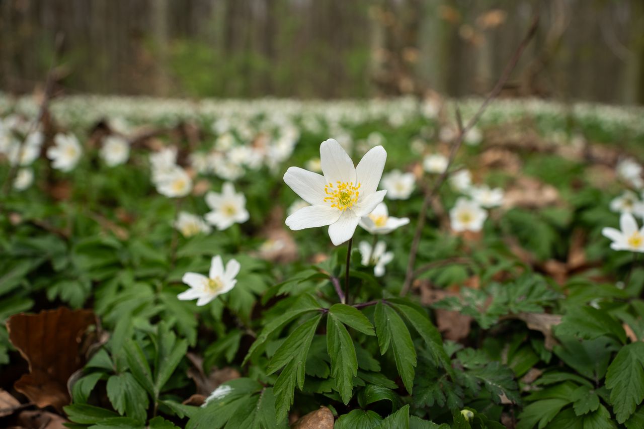 zawilce, kwiaty, wiosna, botanika